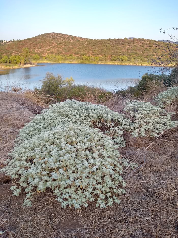 lake jennings